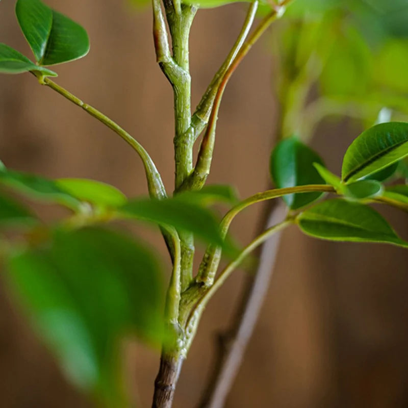 Branche de Ficus